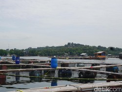 Tahun ini Waduk Jatiluhur Ditargetkan Bebas Jaring Apung