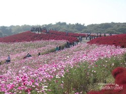 Musim Gugur di Jepang, Bisa Lihat Taman Bunga Cantik di Ibaraki