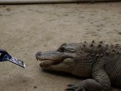 Begini Jadinya Kalau iPhone Digigit Aligator