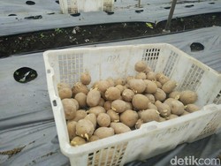 Petani Dieng Keluhkan Sulitnya Bibit Kentang, Terpaksa Beli dari Bandung