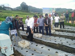Temui Petani Kentang di Dieng, Mentan: Mana yang Demo ke Jakarta?