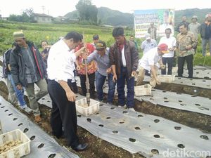 Kasihan Petani Dieng, Saat Panen Harga Kentang Dihargai Rp 3.000/Kg Kasihan Petani Dieng, Saat Panen Harga Kentang Dihargai Rp 3.000/Kg