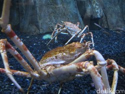Kepiting Laba-laba & Piranha di dalam Mal Dubai