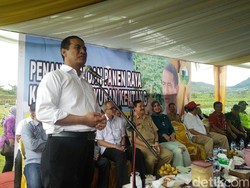 Kapan RI Tak Lagi Tergantung Kentang Impor? Ini Kata Mentan