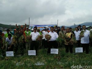 Terdengar Mirip Solo, Nama Bawang Ini Diganti Jadi Solok Sumbar