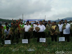 Terdengar Mirip Solo, Nama Bawang Ini Diganti Jadi Solok Sumbar