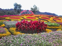 Ini Nih Taman Bunga yang Lagi Hits di Jambi