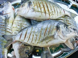 Cara KKP Genjot Konsumsi Ikan Rakyat Indonesia Jadi  47 Kg/Tahun