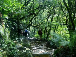 Ramai-ramai Berjuang Mendaki Gunung Gede