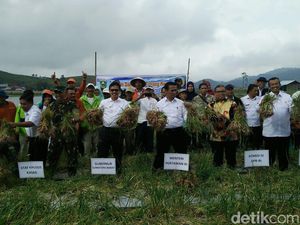 Mentan Kagum Pendapatan Petani Bawang di Solok Rp 200 Juta/Hektar