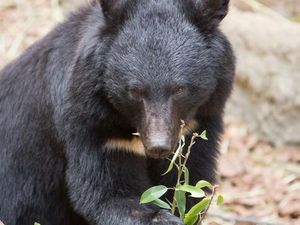 Dimangsa Beruang Buas, Jari Tangan Warga Aceh Nyaris Hancur