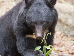 Dimangsa Beruang Buas, Jari Tangan Warga Aceh Nyaris Hancur