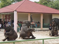 Libur Tahun Baru ke Lampung, Wajib ke Way Kambas