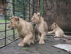 Tiga Bayi Singa Afrika Siap Sambut Pengunjung Taman Safari Prigen di Tahun Baru
