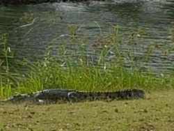Buaya Ini Muncul Belasan Kali di Lapangan Golf Queensland