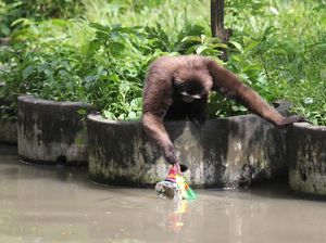 Duh, Pengunjung Kebun Binatang Surabaya Buang Sampah Seenaknya Sendiri Duh, Pengunjung Kebun Binatang Surabaya Buang Sampah Seenaknya Sendiri