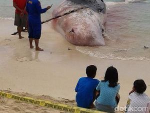Seekor Paus Ditemukan Mati di Pantai Jati Mentawai Sumbar