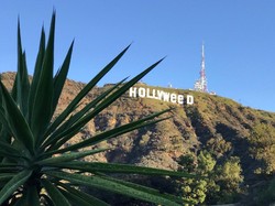 Dijahili, Papan Nama Ikonik di Los Angeles Jadi Hollyweed