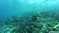 Bukan di Roma, Ini Colosseum dari Wakatobi