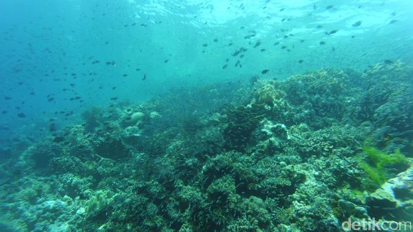 Bukan di Roma, Ini Colosseum dari Wakatobi