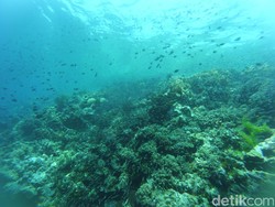 Indonesia Punya Collosseum, Tapi di Bawah Laut Wakatobi!