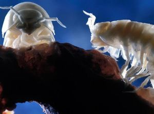 Makhluk-makhluk Aneh di Perut Bumi