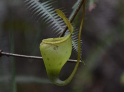 Berburu Nepenthes di Lereng Gunung Rorekatimbu, Poso