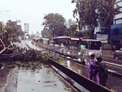 Pohon Tumbang Dekat RS JMC Buncit, Lalin Padat