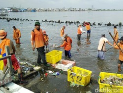 Aksi Pasukan Oranye Sisir Sampah Tepi Pelabuhan Muara Angke