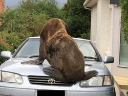 Anjing Laut di Tasmania Ini Sering Berurusan dengan Pihak Berwajib