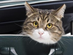 Virus Flu Burung Langka Jangkiti Kucing di New York