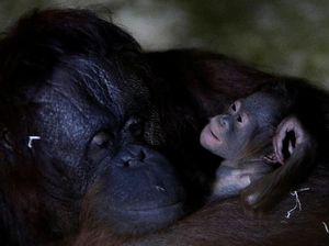 Kebun Binatang Ceko Tambah Koleksi Bayi Orang Utan Kebun Binatang Ceko Tambah Koleksi Bayi Orang Utan