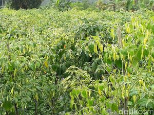 Soal Harga Cabai, Petani: Tergantung Tengkulak