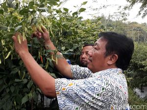 Harga Cabai Melambung, Kementan: Pedagang Ambil Untung Tinggi