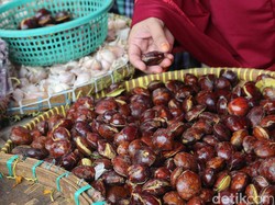 Harga Jengkol Tembus Rp 90.000/Kg di Bandung