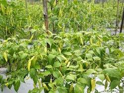 Kementan akan Kirim 10 Juta Pohon Cabai ke Ibu-ibu PKK