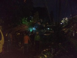 Diterpa Hujan dan Angin Kencang, Pohon Beringin Tumbang di Menteng