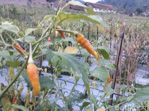 Pemerintah Bagi 10 Juta Pohon Cabai Gratis, Bagaimana Dapatnya?