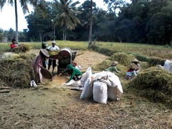 Bulog Kembali Serap Beras Premium