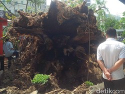 Pohon Trembesi Tumbang Timpa 2 Mobil dan 1 Motor di Medan