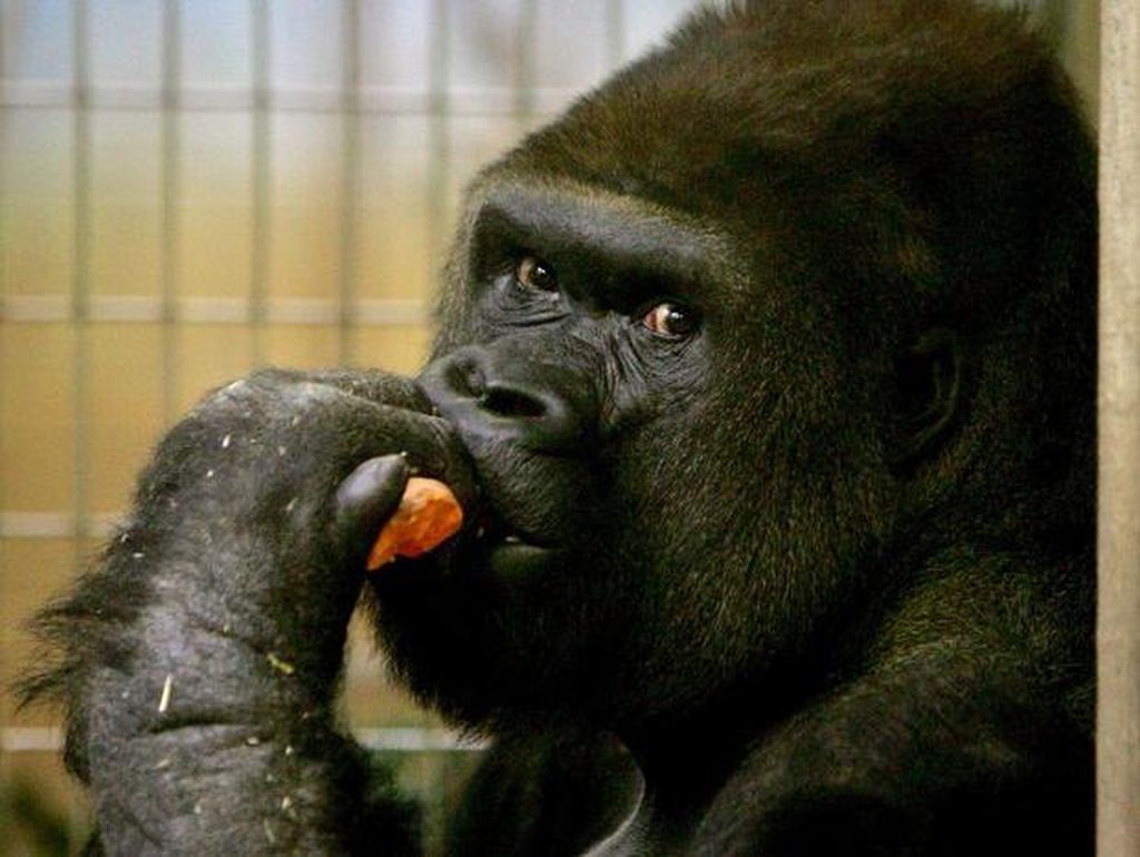 Menderita Penyakit Jantung, Gorila AS Umur 32 Tahun Mati