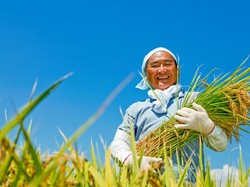 Jepang Bantu Petani Lokalnya Dapatkan Sertifikat Keamanan Pangan