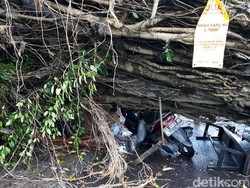 Dua Orang Luka Tertimpa Pohon Beringin di Sleman