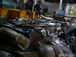 50 Sirip Hiu Diamankan dari Kapal Nelayan di Situbondo