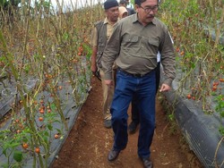 Badan Ketahanan Pangan Cek Pasokan Cabai di Ciamis