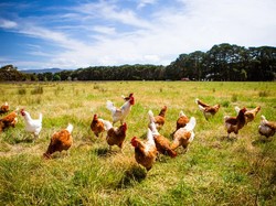 Kasus Aneh, Kakek Tewas Diserang Ayam