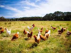 Kasus Aneh, Kakek Tewas Diserang Ayam Kasus Aneh, Kakek Tewas Diserang Ayam