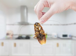 Ini Asal-usul Kecoak di Indonesia, Berawal dari Jalur Dagang