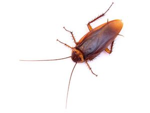4 Spesies Kecoak Raksasa di Dunia 4 Spesies Kecoak Raksasa di Dunia