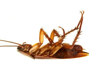 5 Fakta Unik Kecoak, Benarkah Sulit Balik Badan Saat Tengkurap Hanya Mitos? 5 Fakta Unik Kecoak, Benarkah Sulit Balik Badan Saat Tengkurap Hanya Mitos?